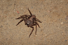 Selenops nigromaculatus