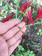 Zephyranthes bifida