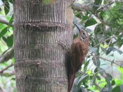 Dendrocolaptes platyrostris