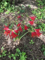 Zephyranthes bifida