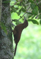 Dendrocolaptes picumnus