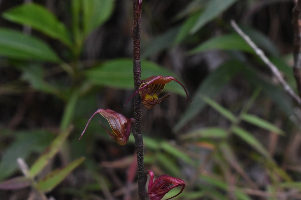 Scaphosepalum antenniferum