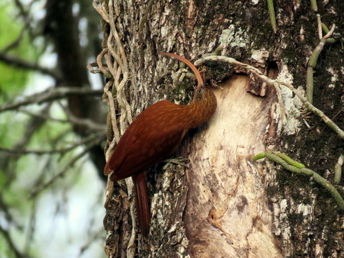 Campylorhamphus trochilirostris