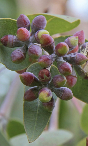 Eucalyptus mooreana, 2023-04-02