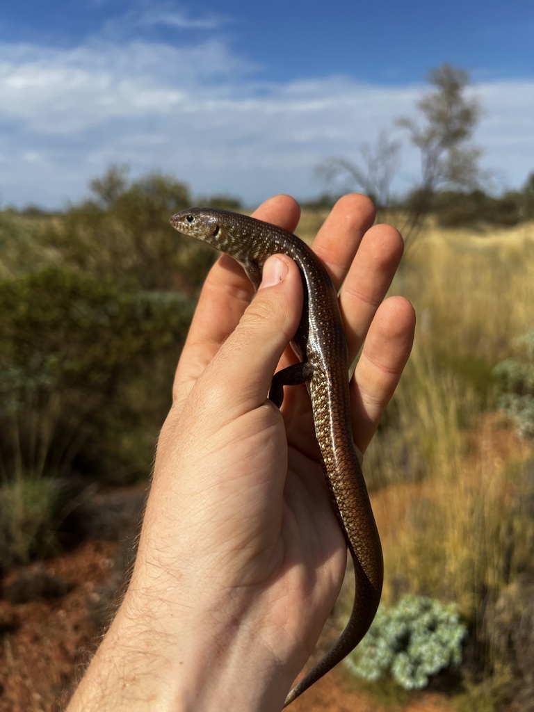 Grand Ctenotus