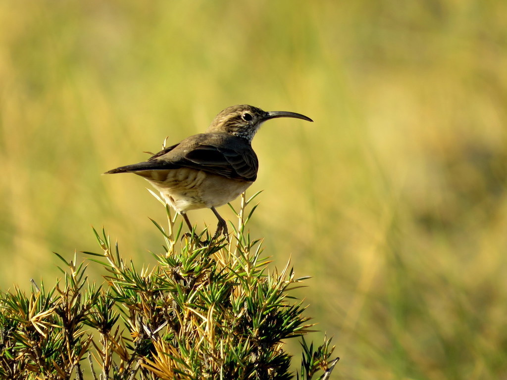 Upucerthia dumetaria hypoleuca