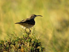 Upucerthia dumetaria