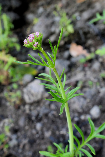 Centranthus calcitrapae image