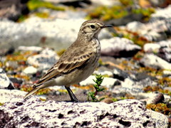 Geositta cunicularia