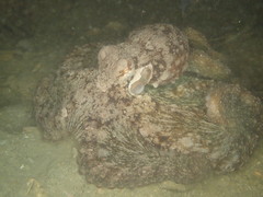 Octopus sinensis