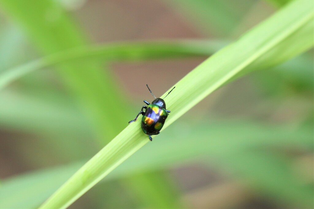 Platycorynus pulchellus