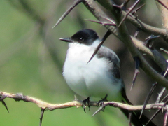 Tyrannus savana