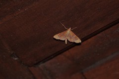 Ischnurges gratiosalis
