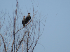 Caracara plancus