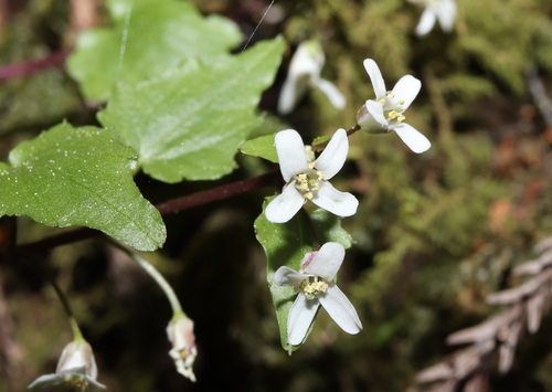 Lesser wasabi (Eutrema tenue)