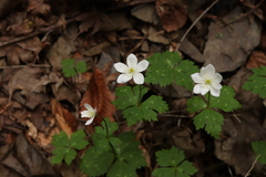 Anemonastrum flaccidum, photograph Se Lena, CC BY, iNaturalist via GBIF
