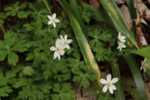 Anemonastrum flaccidum, photograph 1