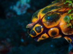 Helcogramma striata