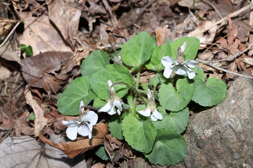 Image of Viola keiskei by (c) Se Lena, some rights reserved (CC BY)