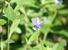 Echinargus isola