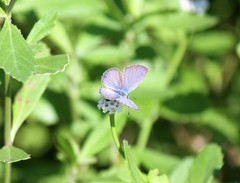 Echinargus isola