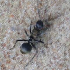 Polyrhachis militaris