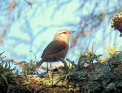 Cranioleuca pyrrhophia