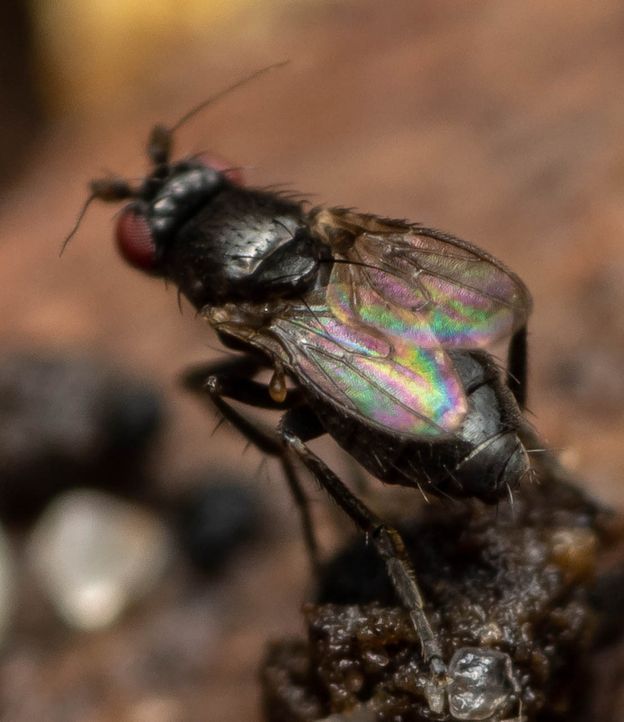 Spelobia manicata