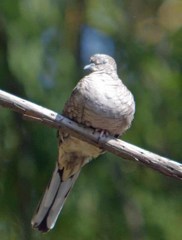 Columbina inca