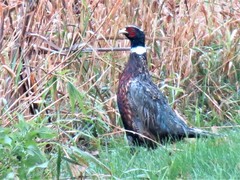 Phasianus colchicus torquatus