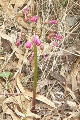 Image of Calostemma purpureum by (c) Rosalie Lawrence, some rights reserved (CC BY)