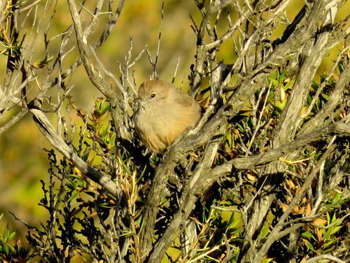 Patagonian Canastero (Pseudasthenes patagonica), photo 4