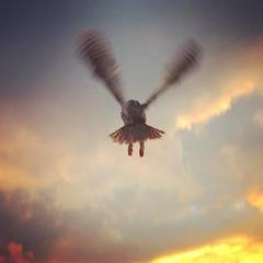 Bubo virginianus virginianus