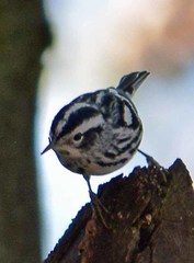 Mniotilta varia