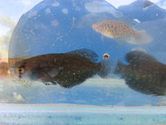Austrolebias bellottii