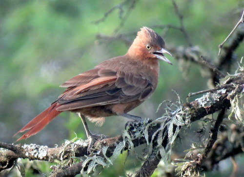 Pseudoseisura lophotes