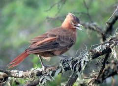 Pseudoseisura lophotes