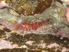 Rhynchocinetes brucei