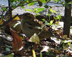Passer domesticus