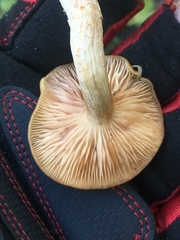 Desarmillaria caespitosa image