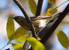 Setophaga coronata