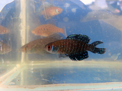 Austrolebias nigripinnis