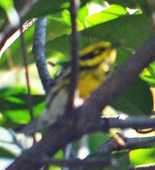 Setophaga townsendi