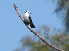 Fluvicola albiventer