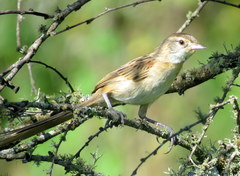 Schoeniophylax phryganophilus