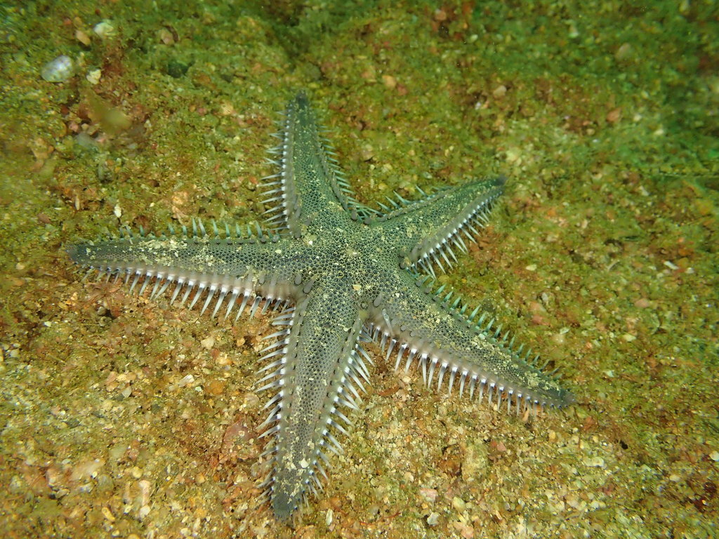 Comb Seastar Astropecten polyacanthus Echinoid Taxidermy Curio 