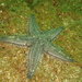 Estrella de Mar Arenera - Photo (c) even928, algunos derechos reservados (CC BY-NC)