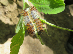 Actinote pellenea
