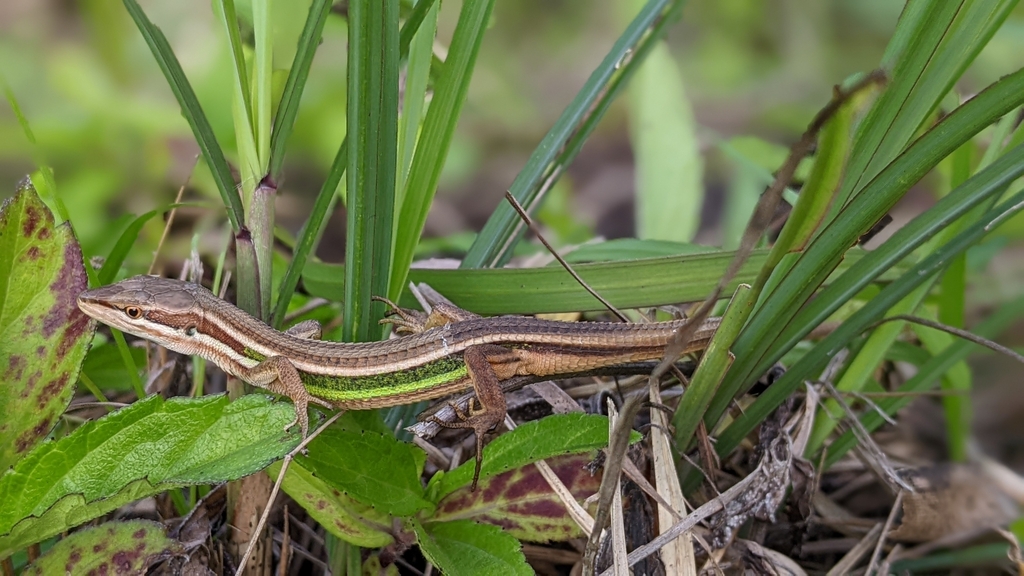 Green-spotted Grass Lizard