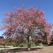 Silk Floss Tree - Photo (c) Ari Boehm, some rights reserved (CC BY-NC), uploaded by Ari Boehm